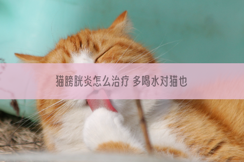 猫膀胱炎怎么治疗 多喝水对猫也适用