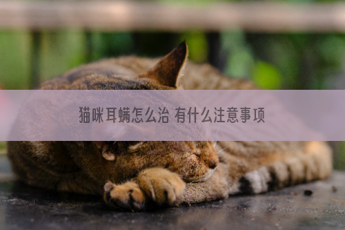 猫咪耳螨怎么治 有什么注意事项