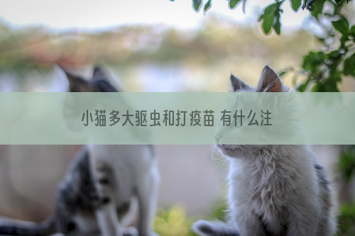 小猫多大驱虫和打疫苗 有什么注意事项