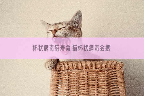 杯状病毒猫寿命 猫杯状病毒会携带终身吗