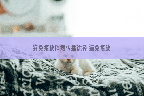 猫免疫缺陷病传播途径 猫免疫缺陷病毒需要多加注意！