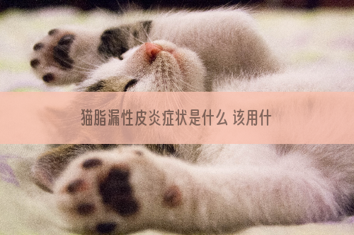 猫脂漏性皮炎症状是什么 该用什么药