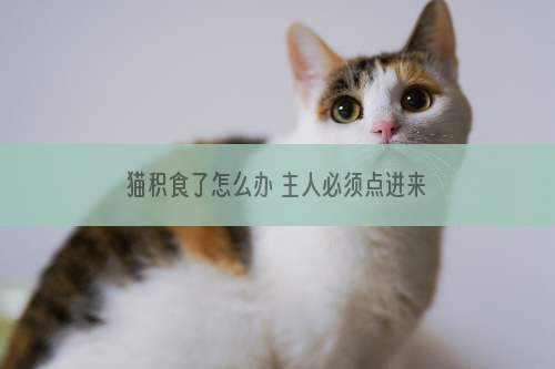 猫积食了怎么办 主人必须点进来了解的猫积食解决办法！