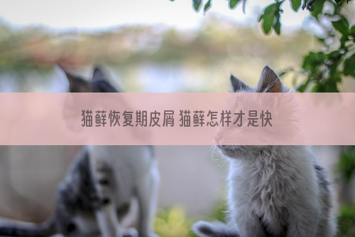 猫藓恢复期皮屑 猫藓怎样才是快康复