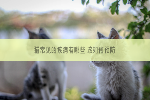 猫常见的疾病有哪些 该如何预防