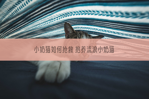 小奶猫如何抢救 抱养流浪小奶猫需知