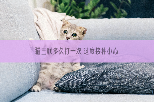 猫三联多久打一次 过度接种小心致恶性肿瘤