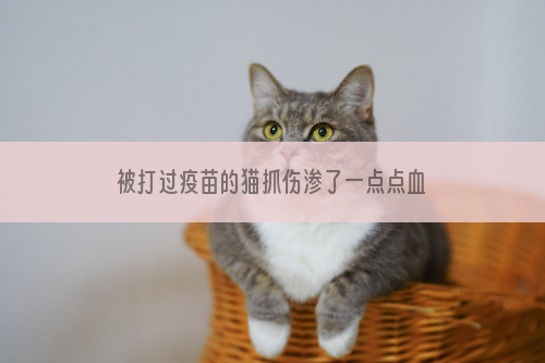 被打过疫苗的猫抓伤渗了一点点血 被猫抓伤严重吗