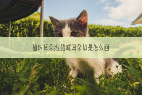 猫咪耳朵热 猫咪耳朵热是怎么回事