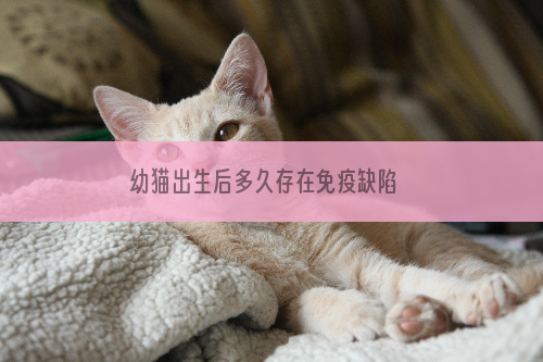 幼猫出生后多久存在免疫缺陷  幼猫免疫缺陷原因
