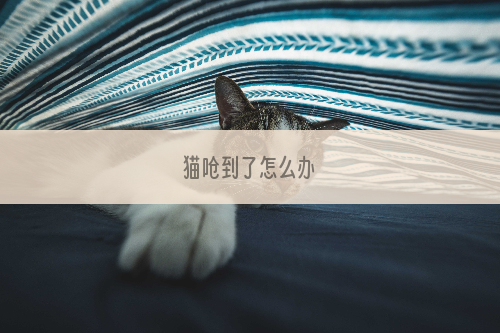 猫呛到了怎么办