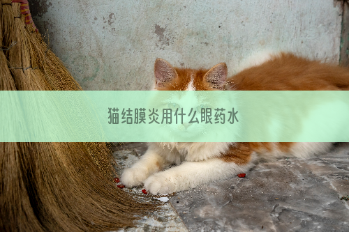 猫结膜炎用什么眼药水