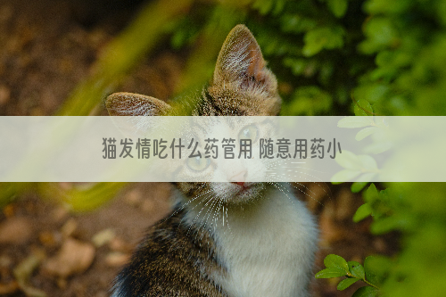 猫发情吃什么药管用 随意用药小心得不偿失
