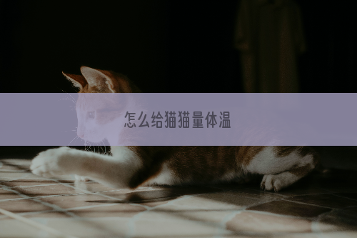 怎么给猫猫量体温