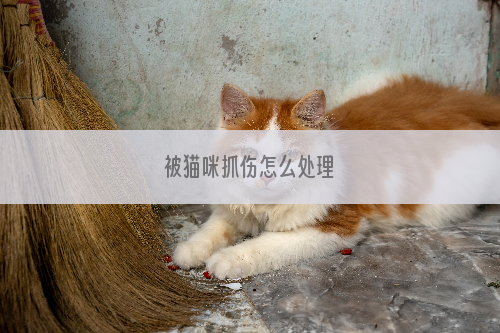 被猫咪抓伤怎么处理