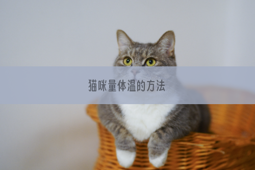 猫咪量体温的方法