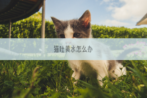 猫吐黄水怎么办