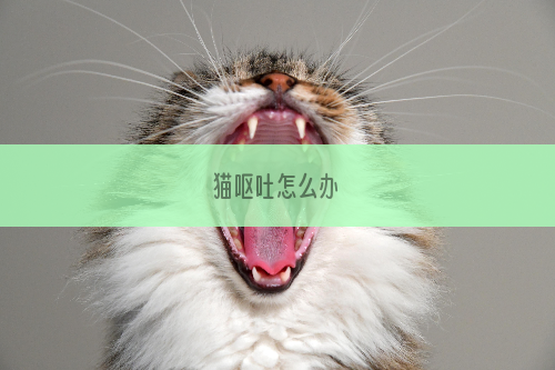 猫呕吐怎么办