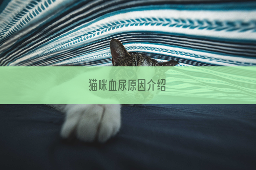 猫咪血尿原因介绍