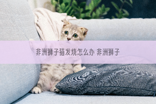 非洲狮子猫发烧怎么办 非洲狮子猫发烧解决办法