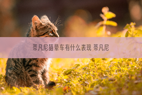 蒂凡尼猫晕车有什么表现 蒂凡尼猫晕车表现
