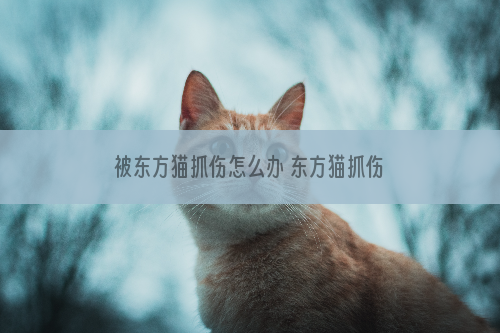 被东方猫抓伤怎么办 东方猫抓伤处理方式