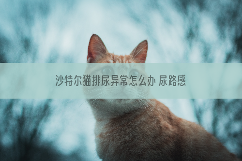 沙特尔猫排尿异常怎么办 尿路感染原因