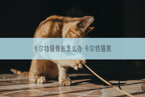 卡尔特猫骨折怎么办 卡尔特猫意外骨折处理方法