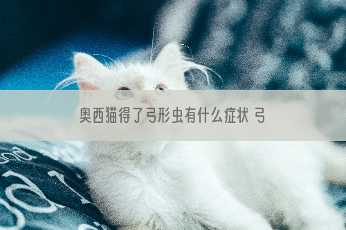奥西猫得了弓形虫有什么症状 弓形虫症状介绍