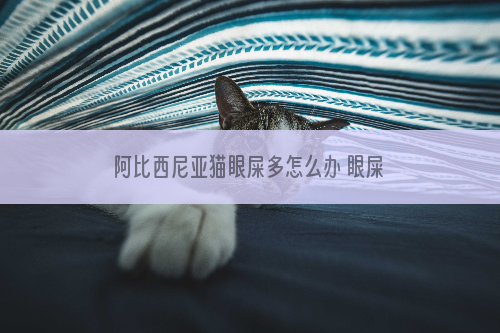 阿比西尼亚猫眼屎多怎么办 眼屎多解决办法