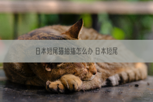 日本短尾猫抽搐怎么办 日本短尾猫抽搐原因介绍