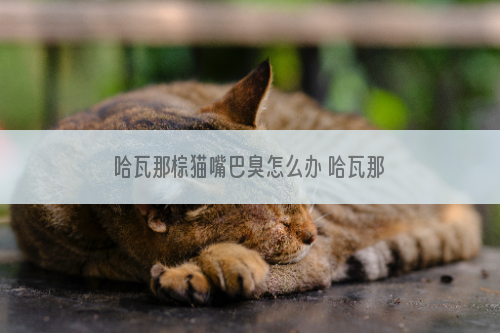 哈瓦那棕猫嘴巴臭怎么办 哈瓦那猫嘴巴臭解决办法