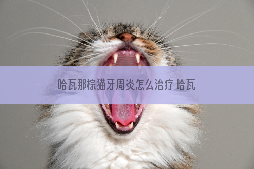 哈瓦那棕猫牙周炎怎么治疗 哈瓦那猫牙周炎治疗方法