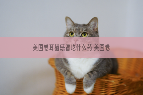 美国卷耳猫感冒吃什么药 美国卷耳猫感冒用药介绍