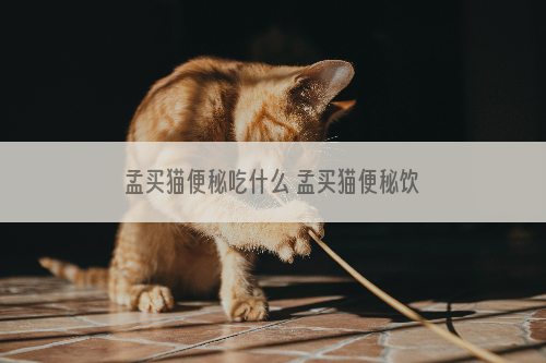 孟买猫便秘吃什么 孟买猫便秘饮食推荐
