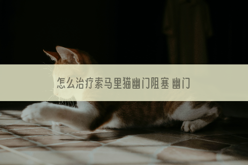 怎么治疗索马里猫幽门阻塞 幽门阻塞治疗方法