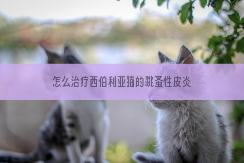 怎么治疗西伯利亚猫的跳蚤性皮炎 跳蚤性皮炎症状介绍