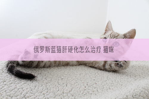 俄罗斯蓝猫肝硬化怎么治疗 猫咪肝硬化临床症状