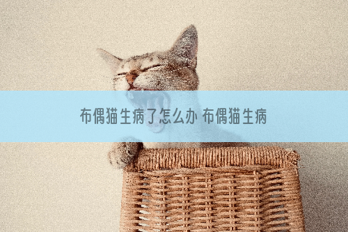 布偶猫生病了怎么办 布偶猫生病照顾注意事项