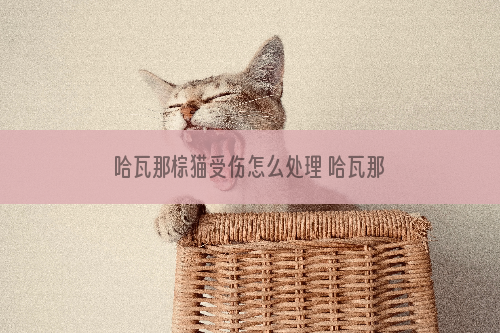 哈瓦那棕猫受伤怎么处理 哈瓦那猫受伤紧急处理方法
