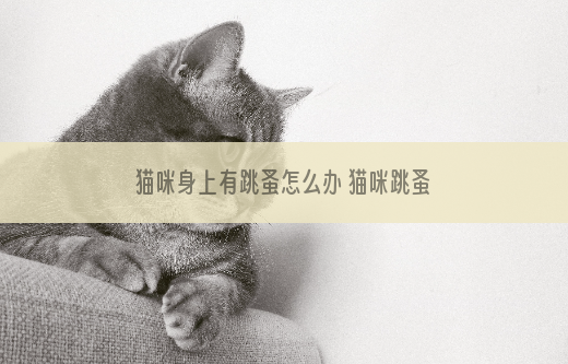 猫咪身上有跳蚤怎么办 猫咪跳蚤去除技巧