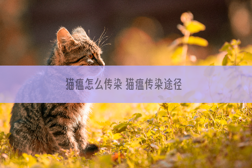 猫瘟怎么传染 猫瘟传染途径 