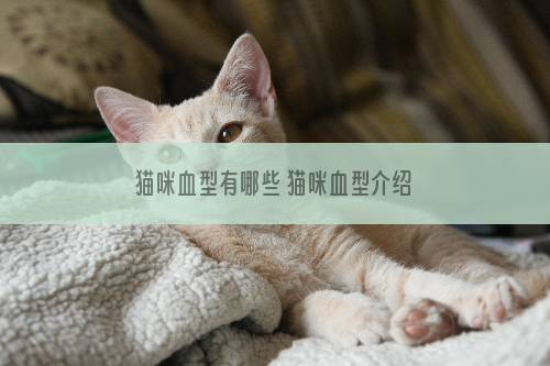 猫咪血型有哪些 猫咪血型介绍