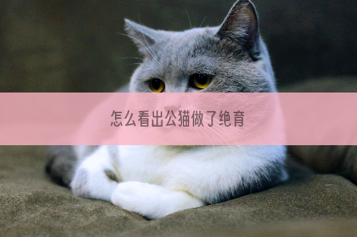 怎么看出公猫做了绝育