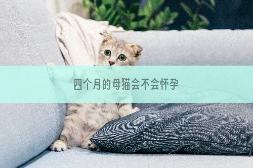 四个月的母猫会不会怀孕