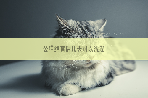 公猫绝育后几天可以洗澡