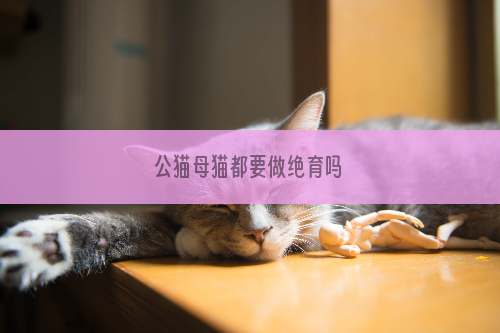 公猫母猫都要做绝育吗