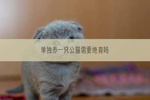 单独养一只公猫需要绝育吗