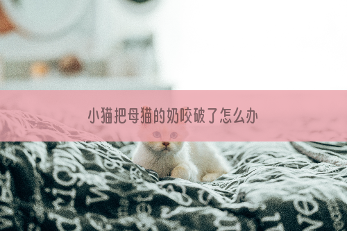 小猫把母猫的奶咬破了怎么办