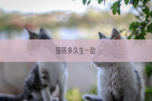 猫隔多久生一胎